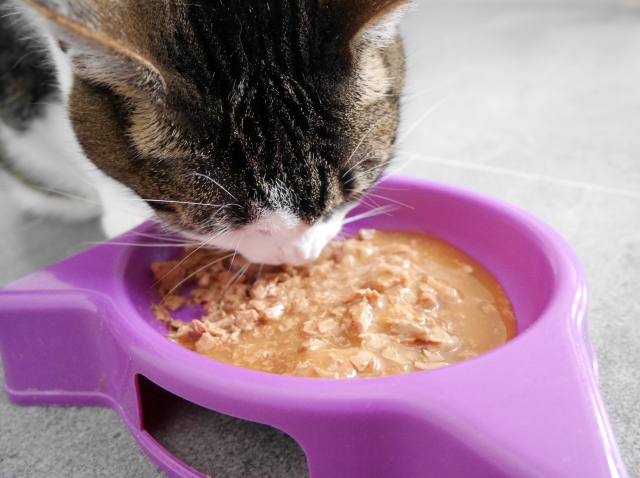 猫が歯肉炎になったときのホームケア
