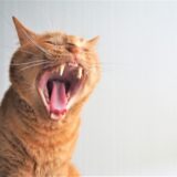 猫の歯肉炎とは？原因と治療法、予防法や自宅でできるケアを解説します