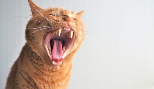 猫の歯肉炎とは？原因と治療法、予防法や自宅でできるケアを解説します