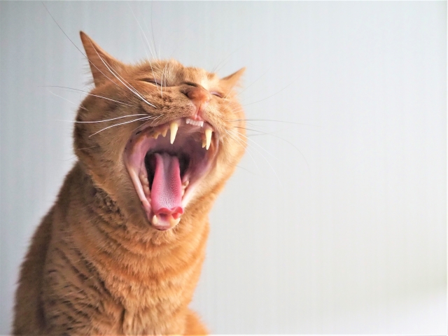 猫の歯肉炎とは？原因と治療法、予防法や自宅でできるケアを解説します