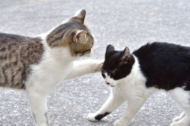 猫の顔面神経麻痺の原因