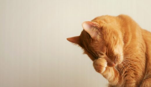 猫の顔面神経麻痺｜症状や変化、原因とは？検査や治療法、ケア方法まで解説します