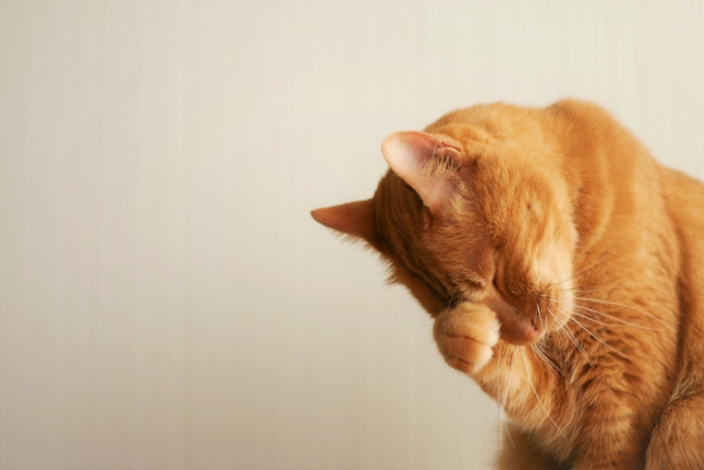 猫の顔面神経麻痺｜症状や変化、原因とは？検査や治療法、ケア方法まで解説します