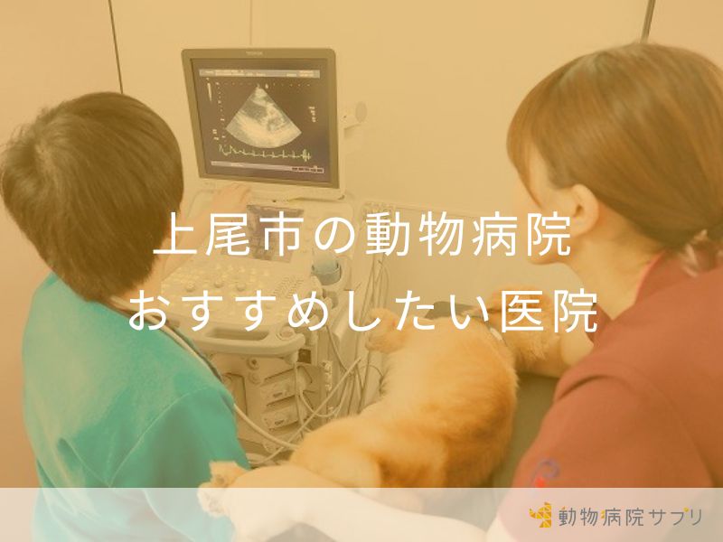上尾市の動物病院 おすすめしたい医院