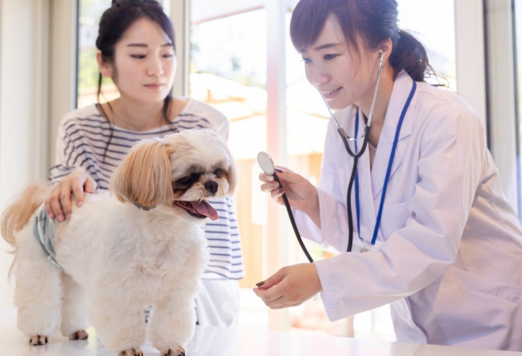 動物病院の往診サービスのメリット・デメリット
