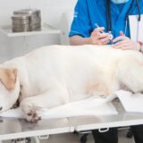 犬の全身麻酔にはどのようなリスクがある？必要なケースやメリット・デメリット、注意点を解説します