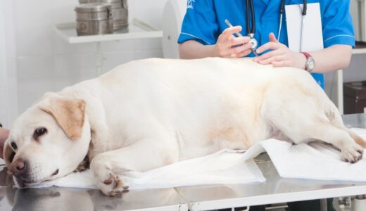 犬の全身麻酔にはどのようなリスクがある？必要なケースやメリット・デメリット、注意点を解説します
