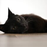 猫の熱中症対策はどうすればいい？症状の見分け方から予防方法まで詳しく解説