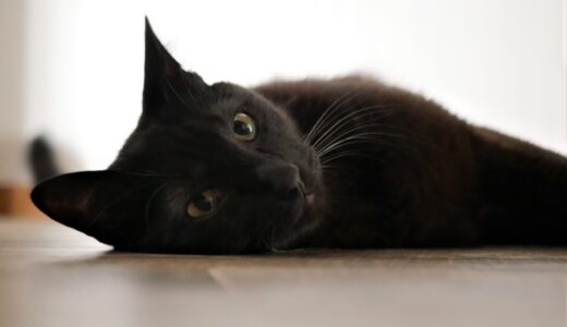 猫の熱中症対策はどうすればいい？症状の見分け方から予防方法まで詳しく解説