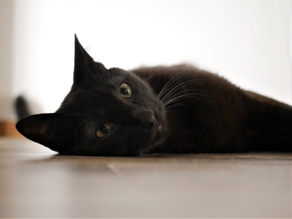猫の熱中症対策はどうすればいい？症状の見分け方から予防方法まで詳しく解説
