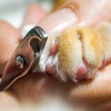 猫の爪を切りすぎたらどうする?応急処置や予防策などを解説