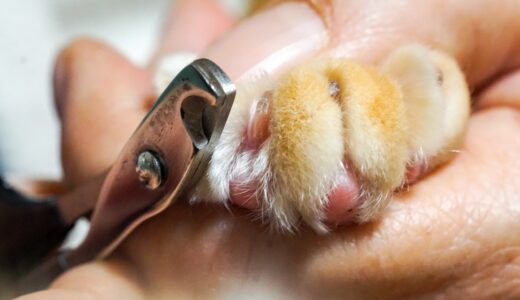 猫の爪を切りすぎたらどうする？応急処置や予防策などを解説