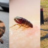 動物病院でペットにノミがうつることはある？感染リスクから治療・予防方法まで解説