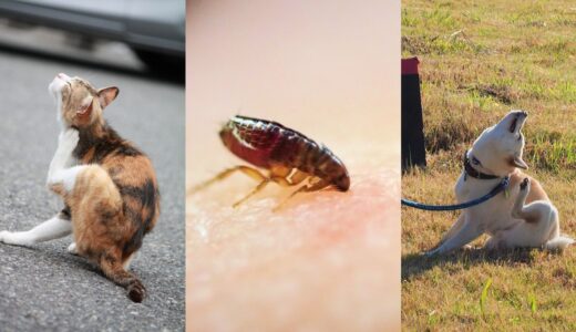 動物病院でペットにノミがうつることはある？感染リスクから治療・予防方法まで解説