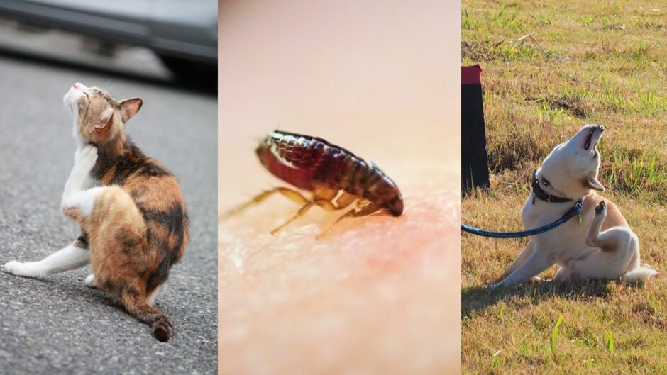 動物病院でペットにノミがうつることはある？感染リスクから治療・予防方法まで解説