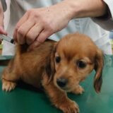 犬の3種混合ワクチンの効果は？接種時期や費用相場も解説