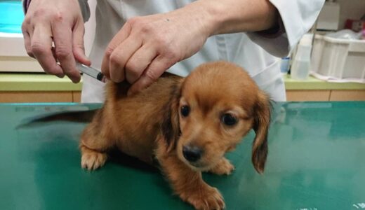 犬の3種混合ワクチンの効果は？接種時期や費用相場も解説