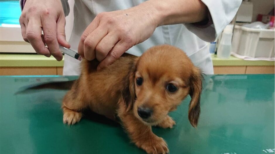 犬の3種混合ワクチンの効果は？接種時期や費用相場も解説