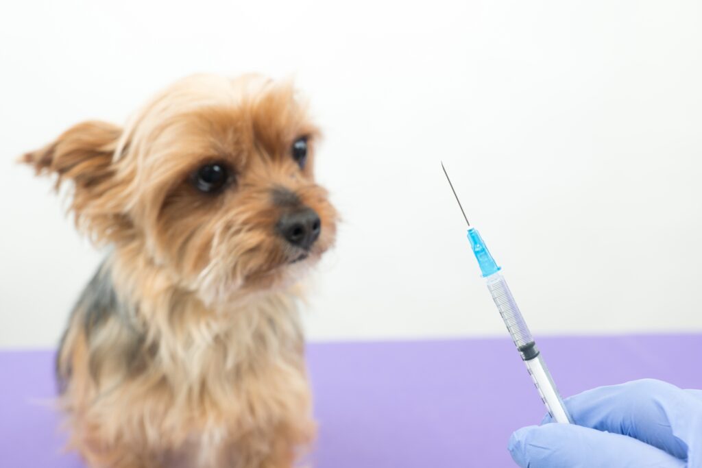 犬の全身麻酔で起こりうるリスク