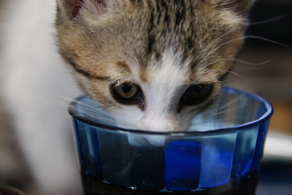 家庭でできる猫の熱中症対策