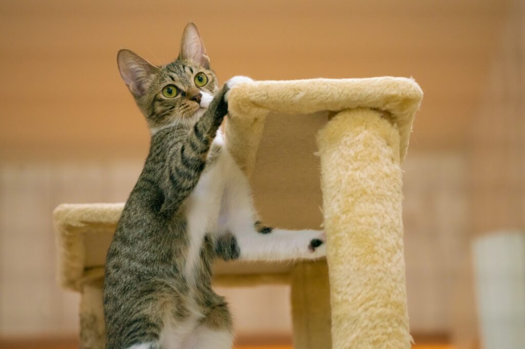 猫の爪を切りすぎた場合に起こること