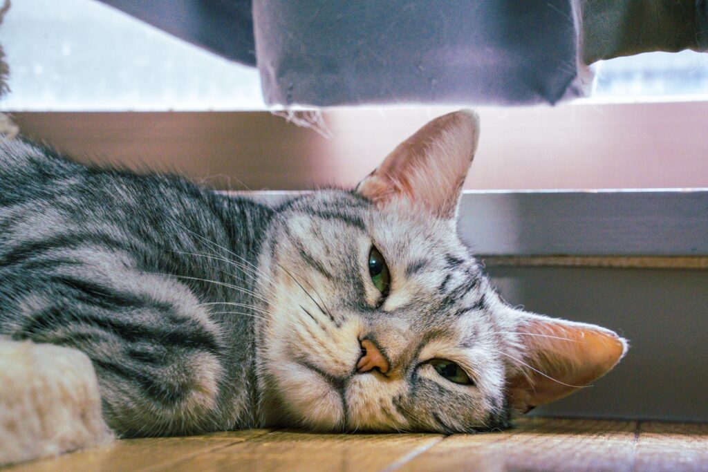 猫の熱中症の症状と見分け方