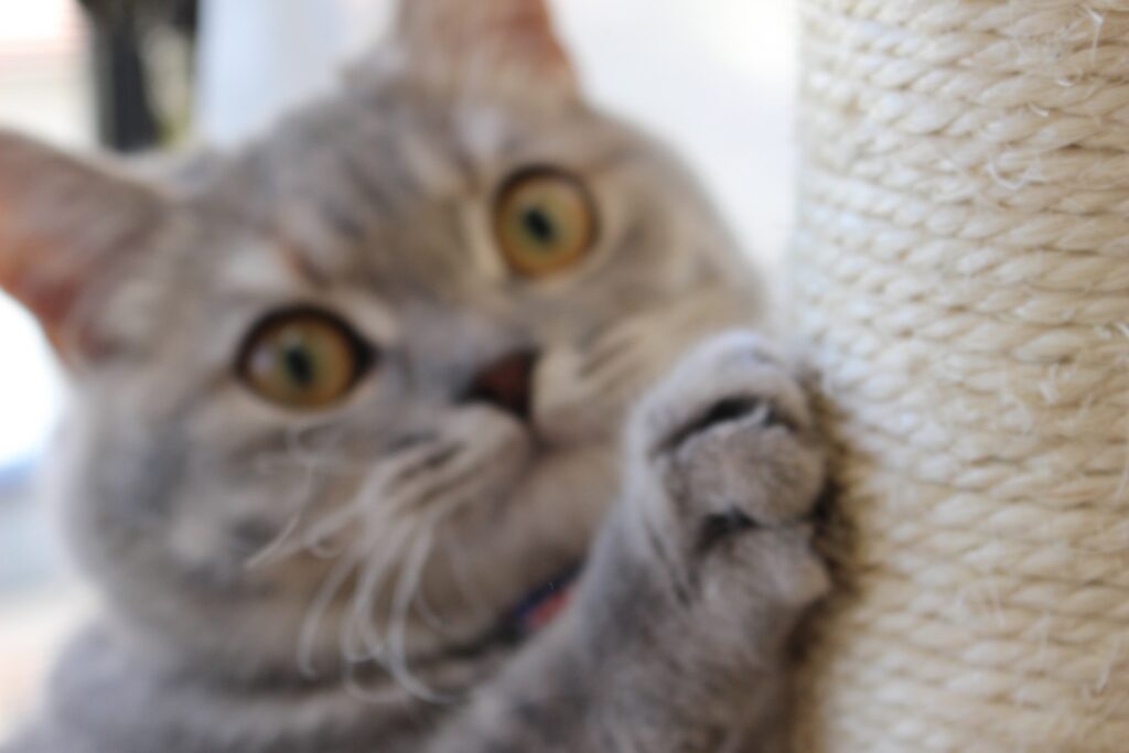 猫の爪を切りすぎないための予防方法