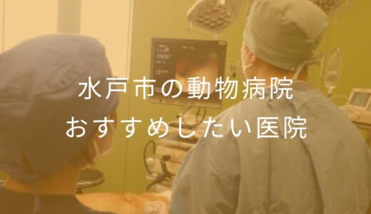 【2025年】水戸市の動物病院 おすすめしたい3医院