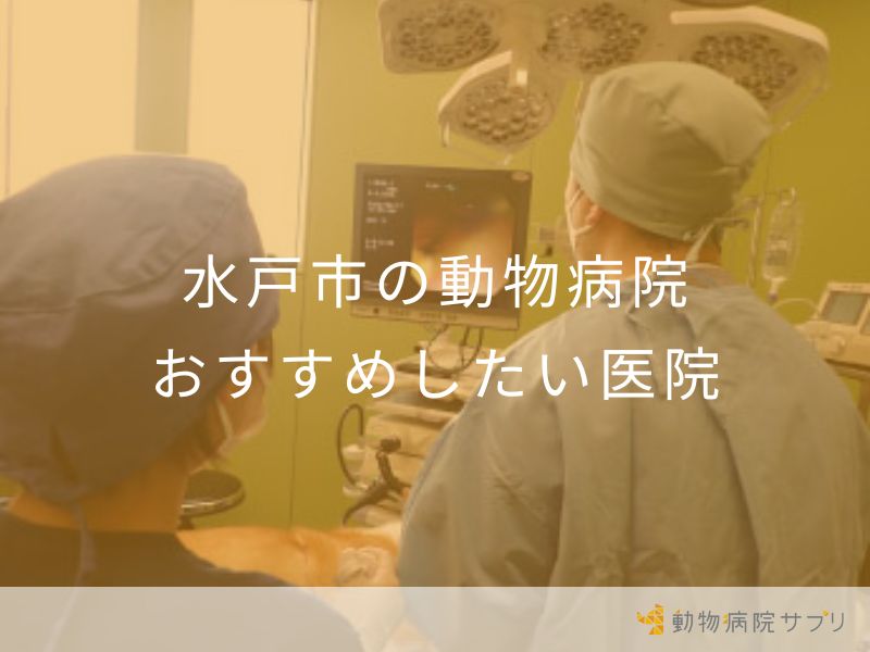 水戸市の動物病院 おすすめしたい医院