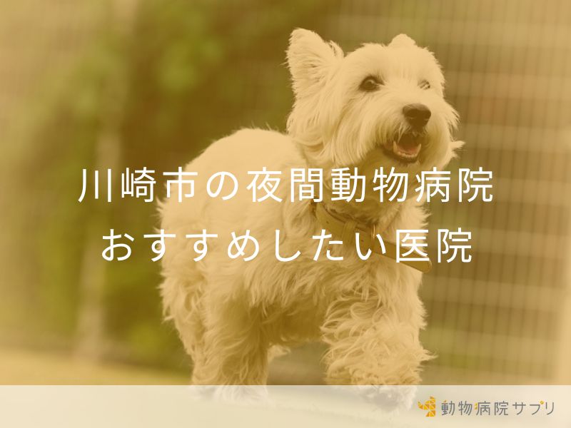 川崎市の夜間動物病院 おすすめしたい医院