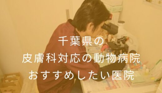 【2025年】千葉県の皮膚科対応の動物病院 おすすめしたい5医院