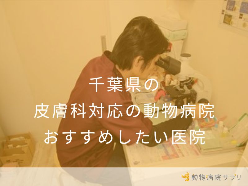 千葉県の皮膚科対応の動物病院 おすすめしたい医院