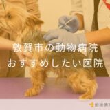 【2025年】敦賀市の動物病院 おすすめしたい1医院