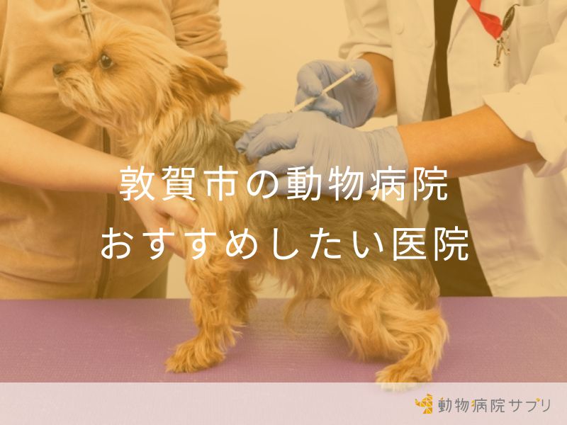 敦賀市の動物病院 おすすめしたい医院