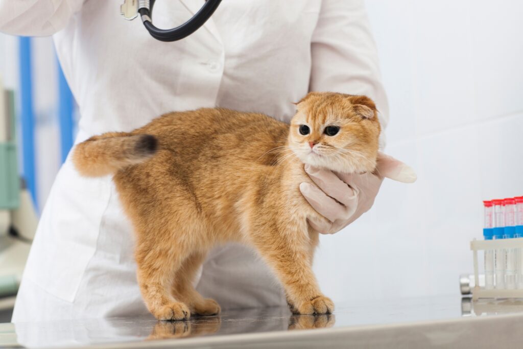 診察を受ける猫