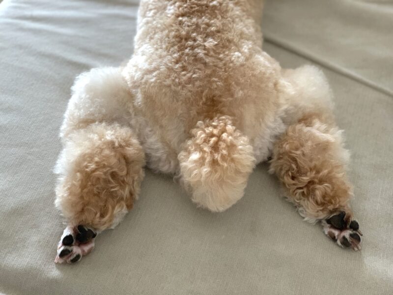 カエルポーズで寝ているトイプードル