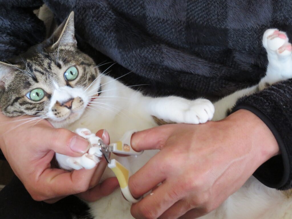男性に爪切りしてもらう猫