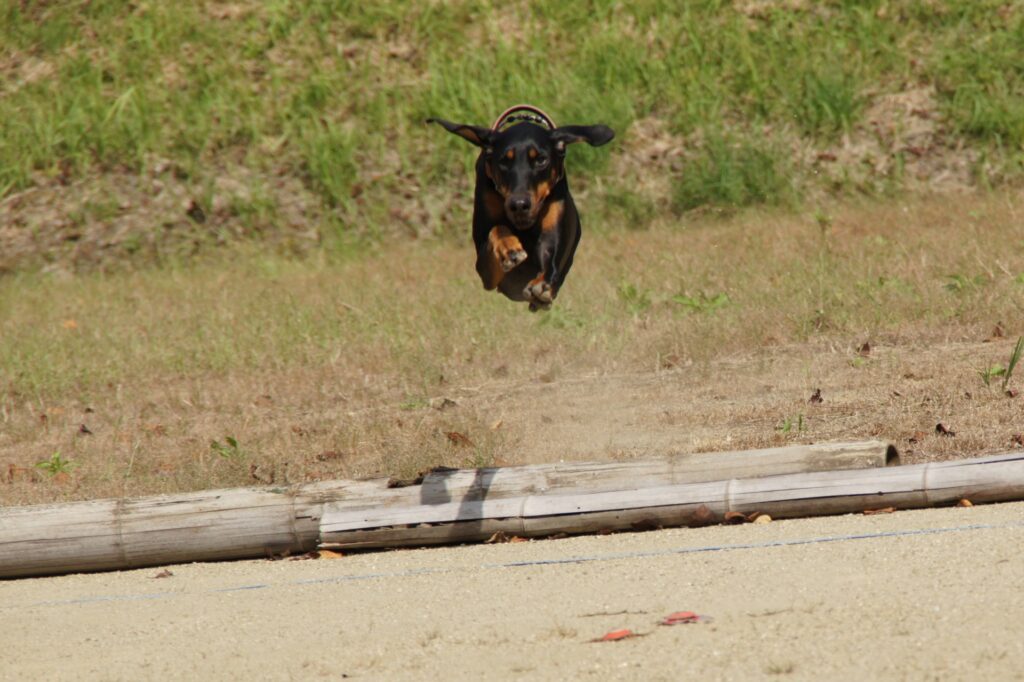 飛行犬