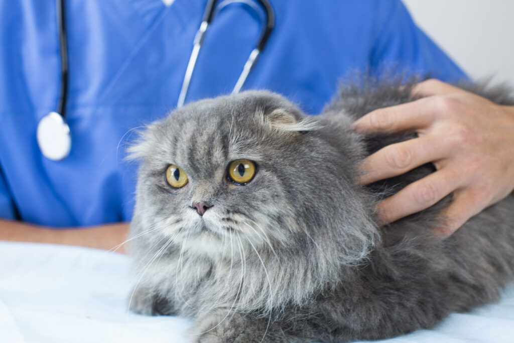 猫を触る獣医の手元