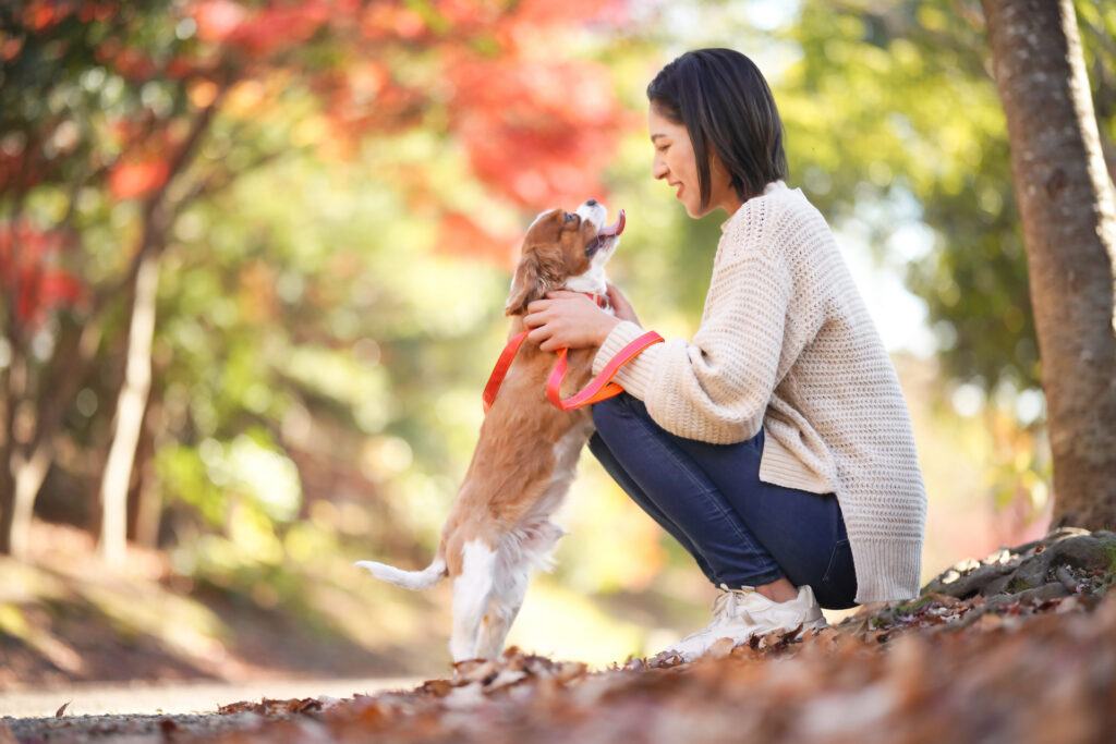 犬が懐いて舌を出して喜んでいる様子と女性