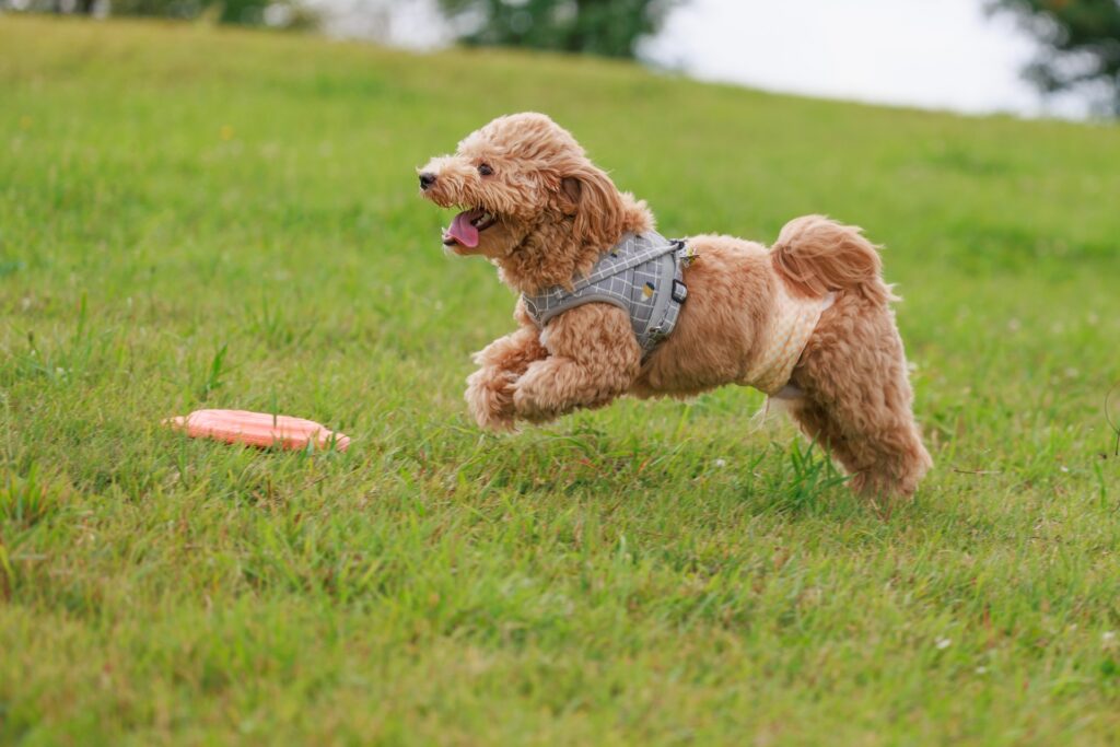 遊ぶ犬