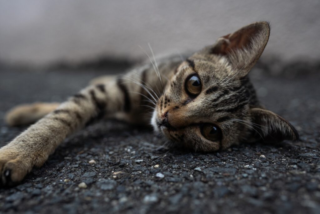 地面に寝そべる子猫
