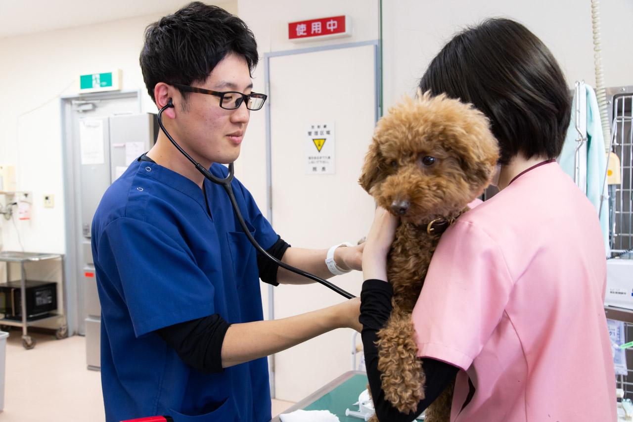 大野犬猫病院photo