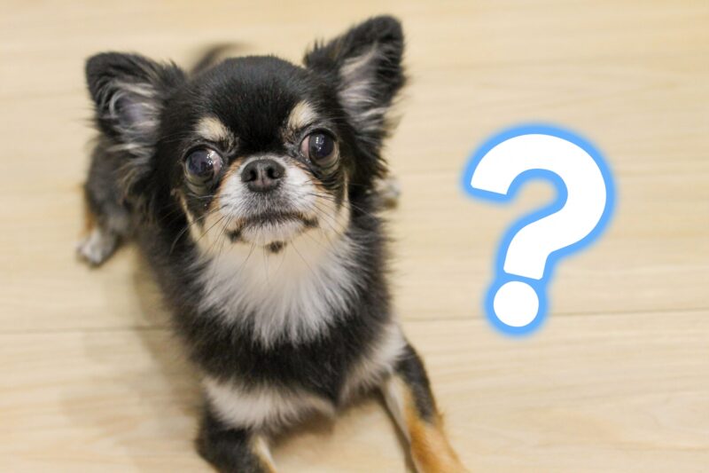 はてなマークを思い浮かべる犬（チワワ）