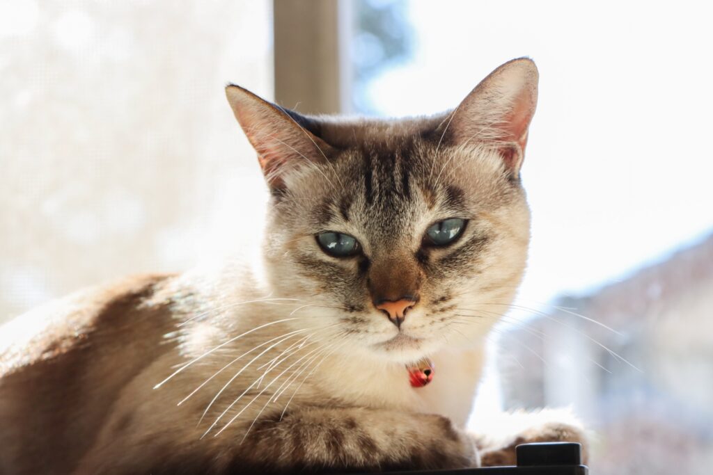 猫