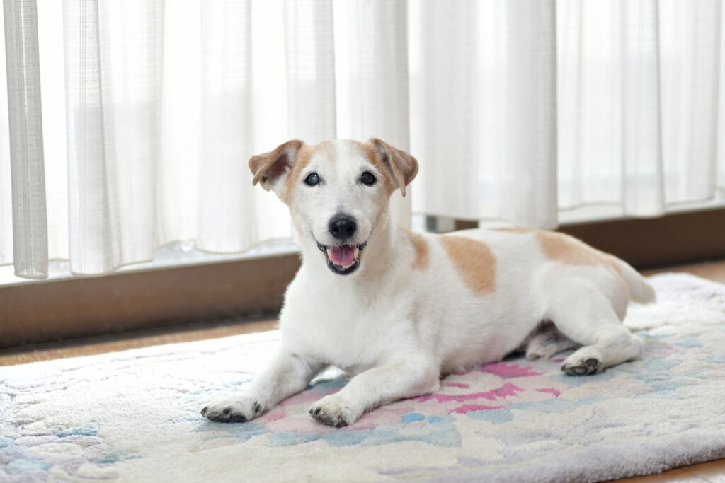 窓際にいる笑顔の老犬