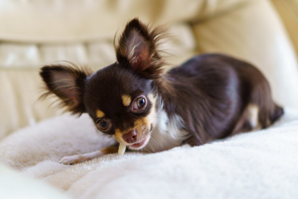ソファーで歯磨きガムをかむチワワの子犬