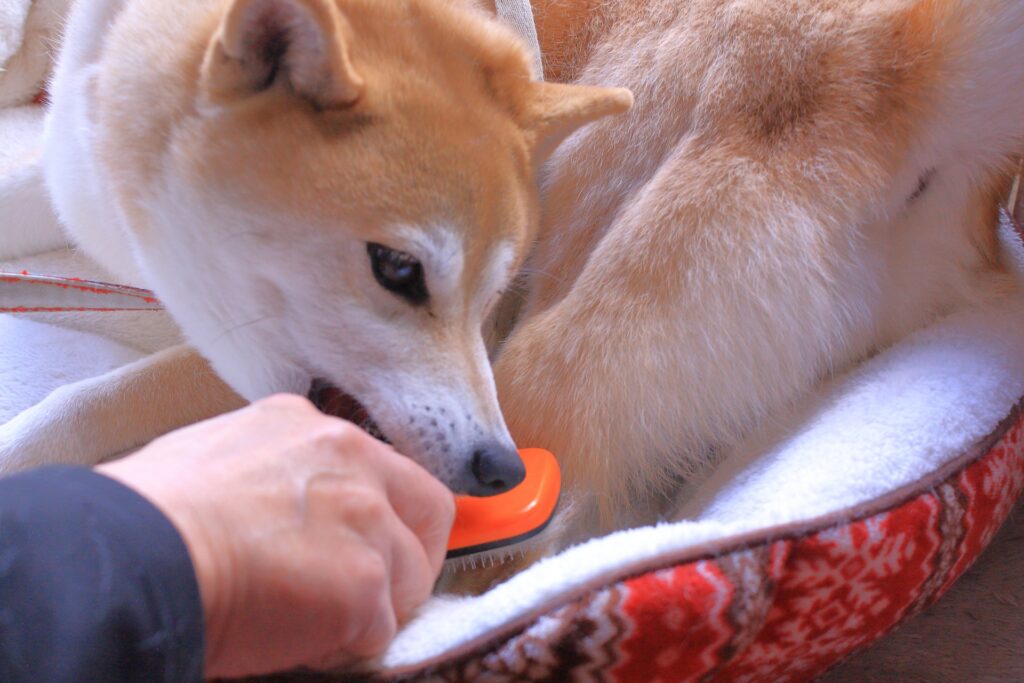 ブラッシングされて怒る犬
