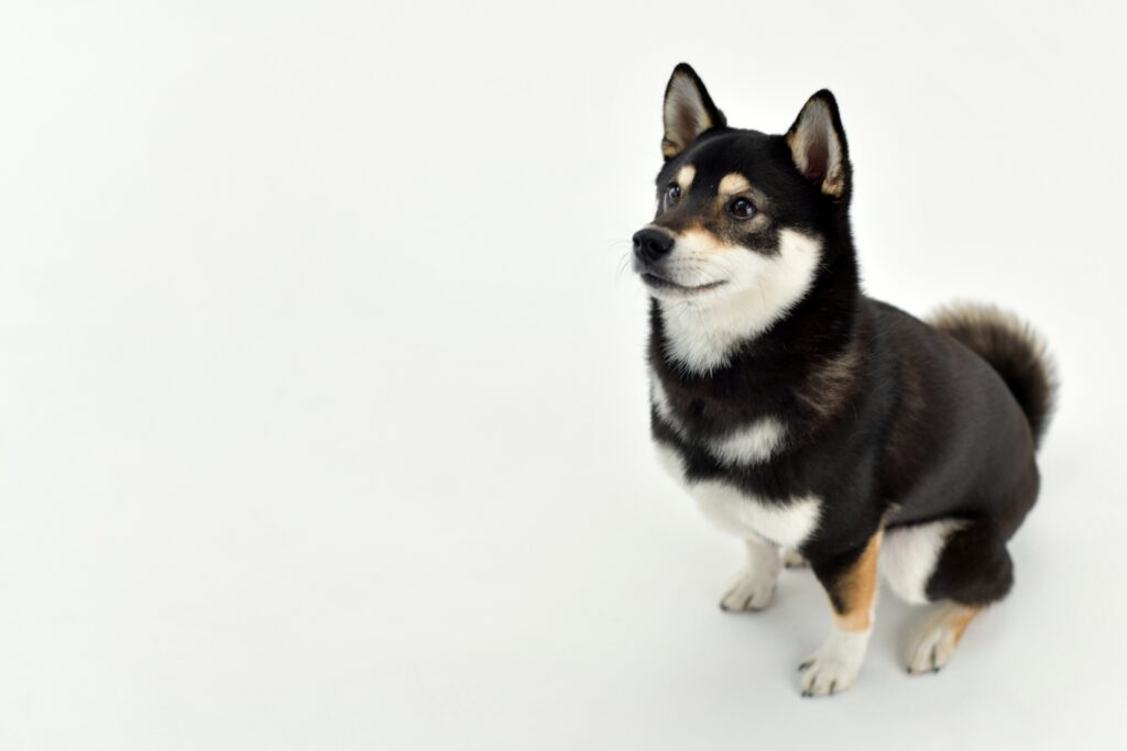上を見る柴犬