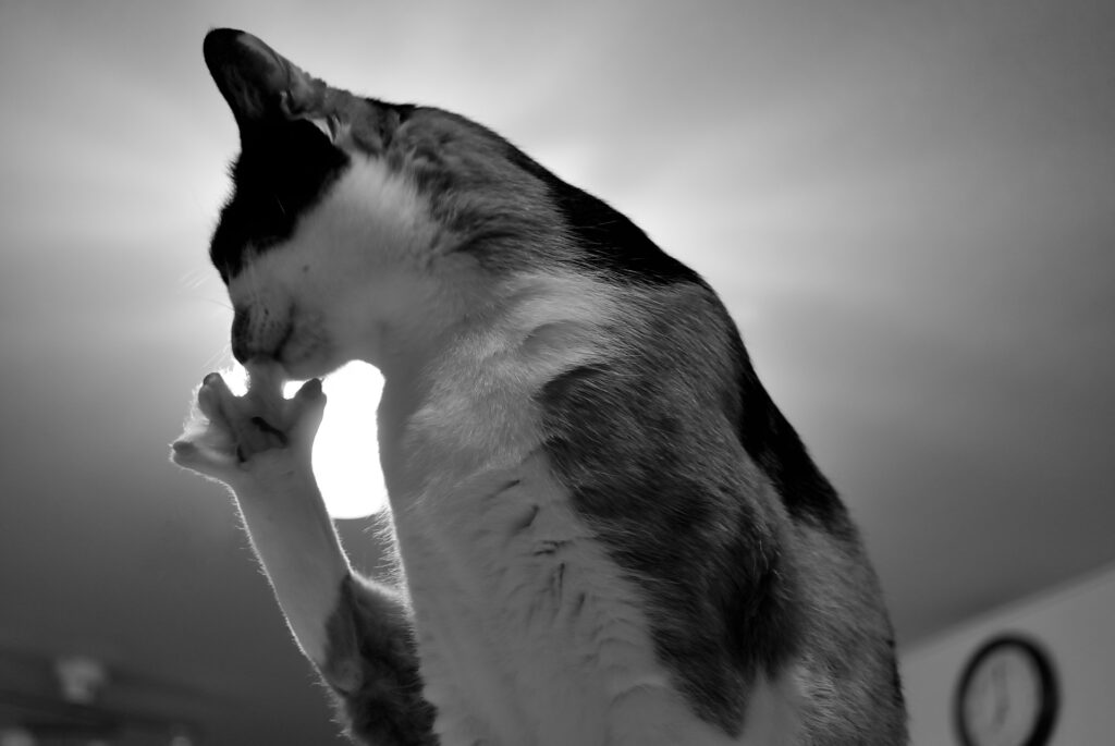 足の爪を噛む三毛猫